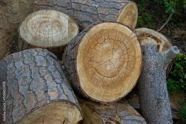 Obraz A pile of firewood logs and stumps, the resources of wood-cutting industry