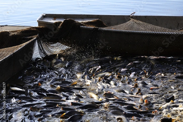 Obraz Autumn harvest