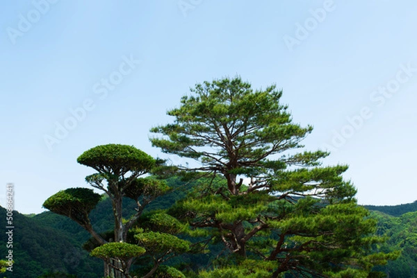 Obraz 青い空と松