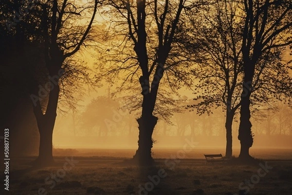 Fototapeta silhouette of trees