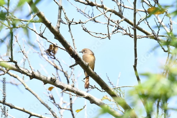 Fototapeta 木の上で遠くを見るジョウビタキ メス