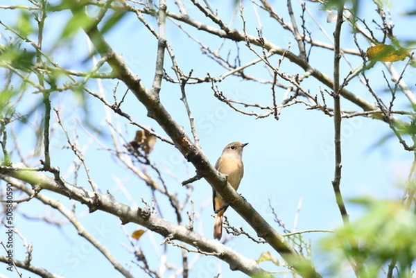 Obraz 木の上で遠くを見るジョウビタキ メス