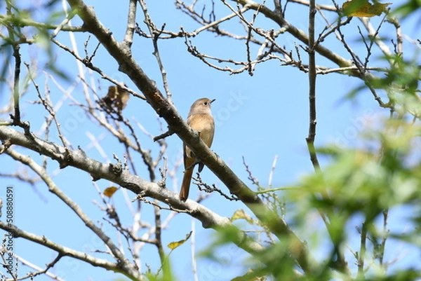Fototapeta 木の上で遠くを見るジョウビタキ メス
