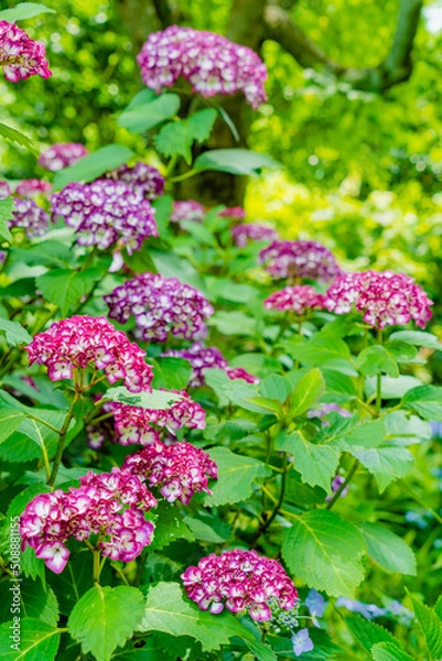 Fototapeta 鎌倉 明月院のあじさい