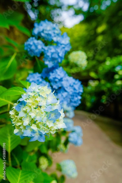 Fototapeta 鎌倉 明月院のあじさい