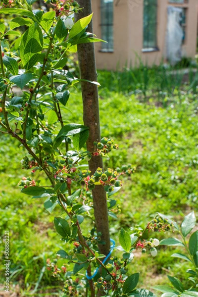 Fototapeta Young blueberries ripen on the bushes, the ovary is good.