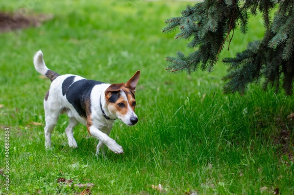 Fototapeta Portrait of a dog on the green grass