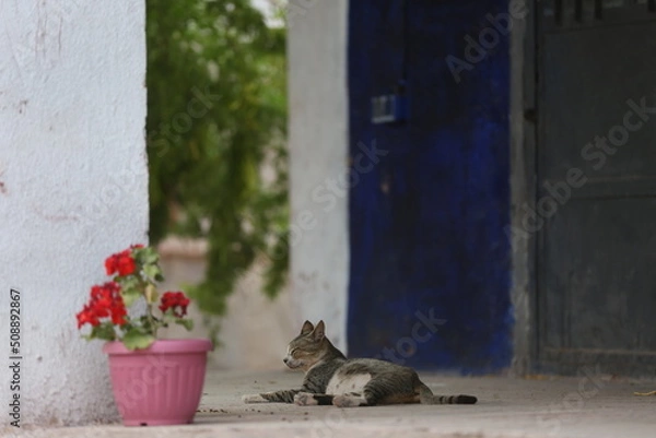 Obraz cat on the window