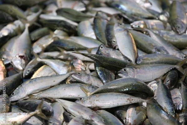 Obraz fresh fish on ice