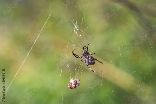 Fototapeta Spider sits on a spider cobweb. 