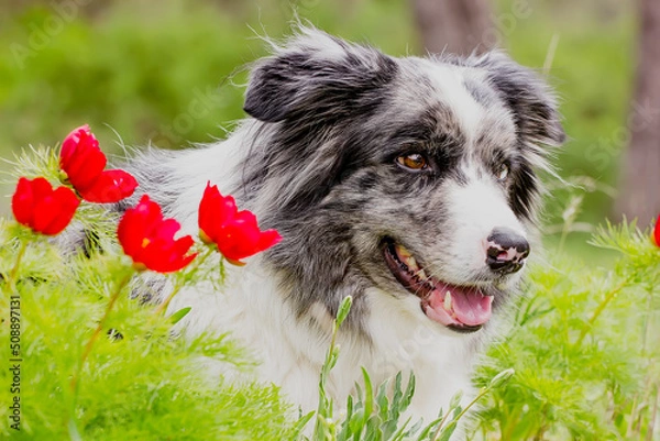 Fototapeta Border collie dog with red flowers on a clear spring day.