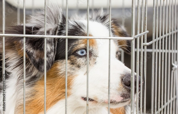 Fototapeta Beautiful dog in a cage with sad eyes on a clear day
