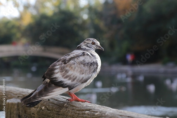 Fototapeta A pomba do parque