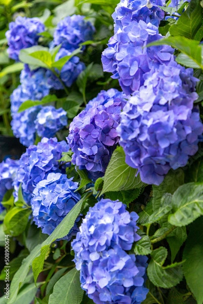 Obraz 青い紫陽花