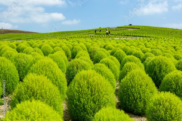 Fototapeta みはらしの丘（コキア）