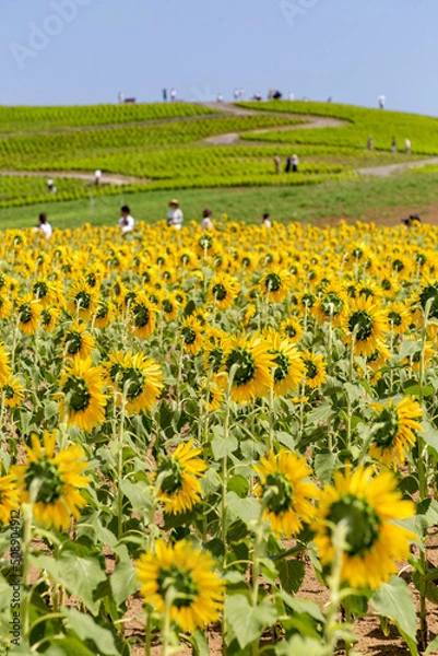 Fototapeta みはらしの丘とひまわり草