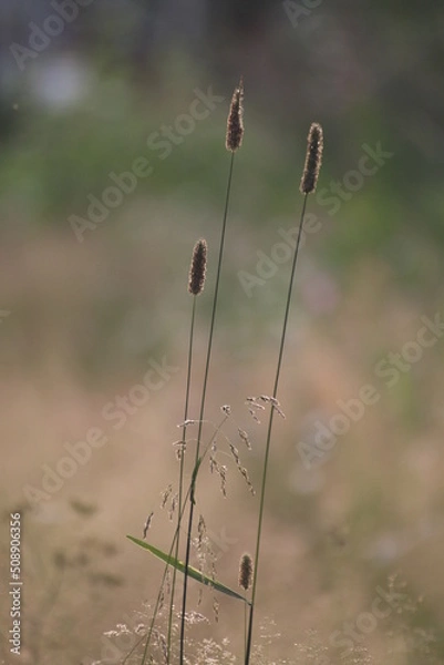 Fototapeta close up of grass