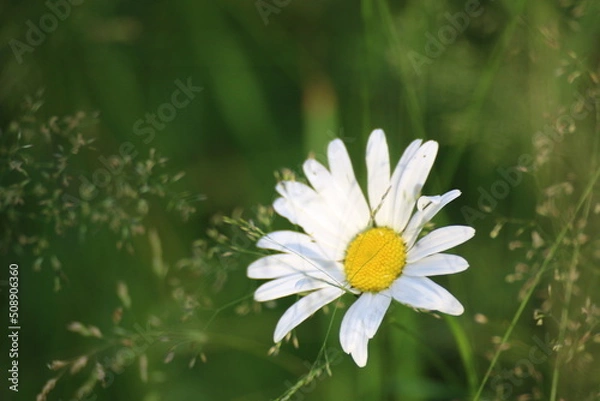 Fototapeta white daisy flower