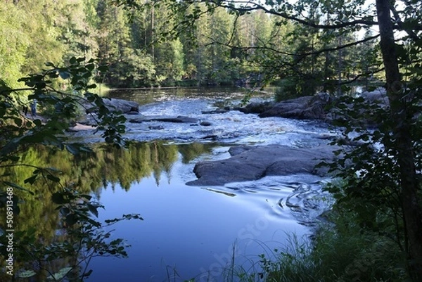 Fototapeta river in the forest