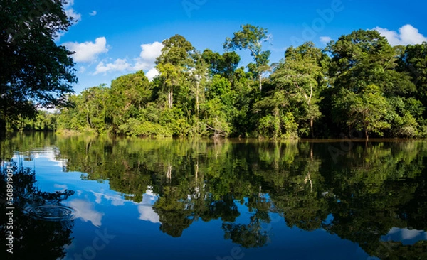 Obraz Amazonia -  wall of green tropical forest of the Amazon jungle, green hell of the Amazonia. Selva on the border of Brazil and  Peru. Yavari river in Javari Valley, (Valle del Yavarí) South America.