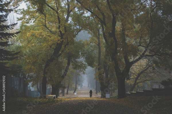 Fototapeta A small walk in the park during the early misty morning with tall trees by the sides and fog in the background. 
A large beautiful historic town park in Trebisov, Slovakia from the 18th century. 