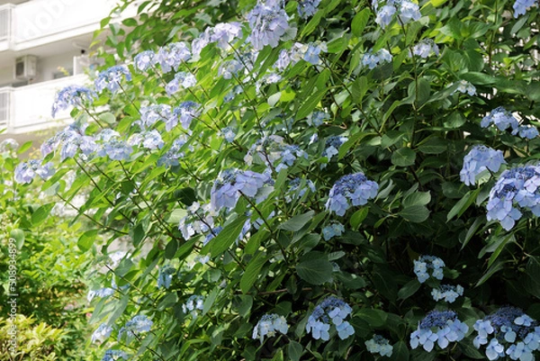 Fototapeta アジサイ