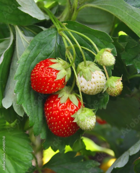 Obraz Strawberry bush with red berries and green leaves