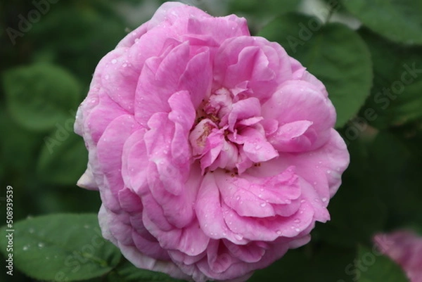 Fototapeta pink rose