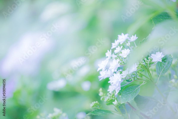 Fototapeta 初夏の白いあじさいの花