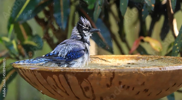 Fototapeta Splish splash Bluejay taking a bath in a backyard bird bath.