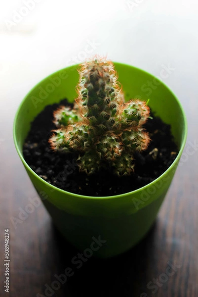 Fototapeta a small green cactus in a plastic pot on a wooden table