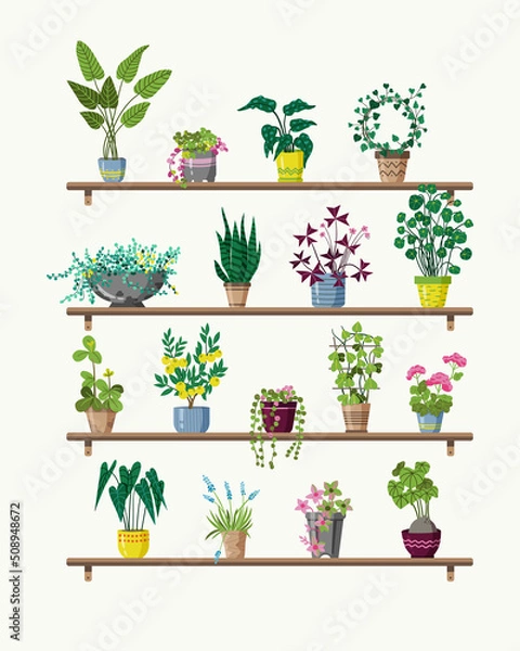 Fototapeta Vector collection of illustrations of cute home plants in flower pots. A set of indoor plants and flowers in pots on the shelves. Vector geranium, lemon tree, ivy , muscari