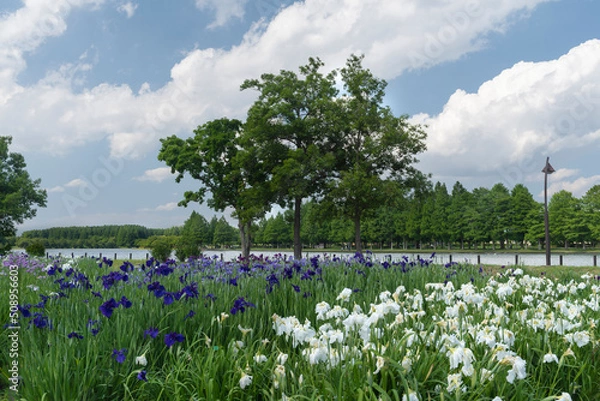 Fototapeta 菖蒲の咲く風景