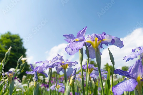 Fototapeta 菖蒲の花