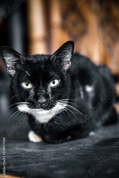 Obraz black and white cat