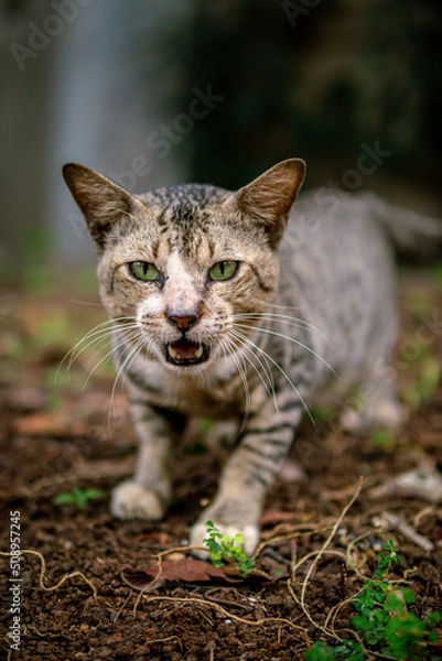 Obraz Stray cat on the garden