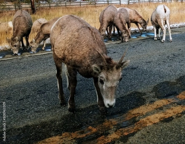 Obraz two horses in the field
