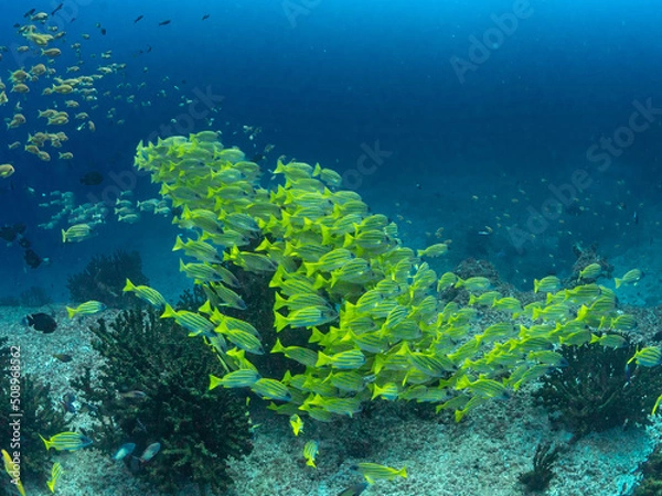 Obraz Schooling Fish on Reef