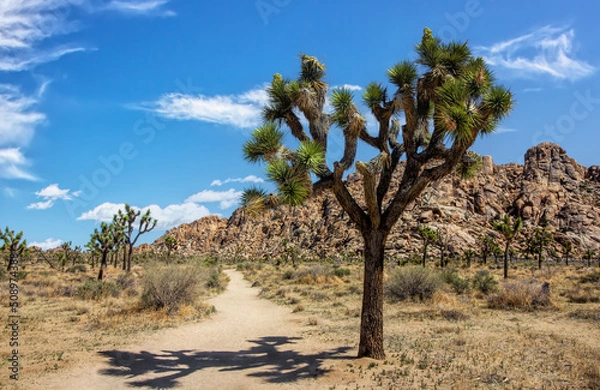 Fototapeta Joshua Tree hiking trail