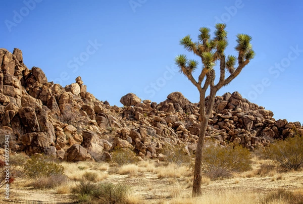 Fototapeta One Joshua Tree by Rock Formation