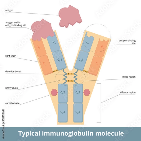 Fototapeta The four-chain structure of an antibody, or immunoglobulin, molecule. Y-shaped molecule is an area called the antigen-binding site, which is formed by a portion of the heavy and light chains