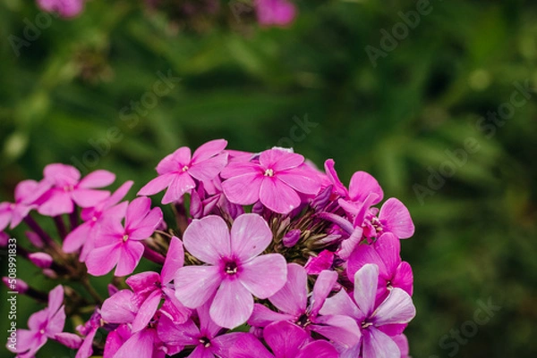 Obraz Bright pink close-up of phloxes in a summer garden on a green background