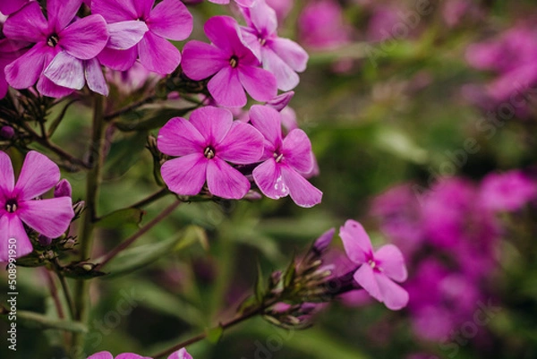 Fototapeta Bright pink close-up of phloxes in a summer garden on a green background