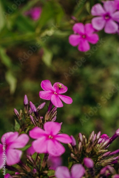 Fototapeta Bright pink close-up of phloxes in a summer garden on a green background
