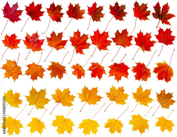 Fototapeta Set of autumn maple leaves in yellow, red and orange isolated on white.