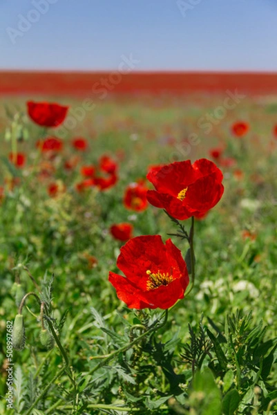 Obraz blossom poppies