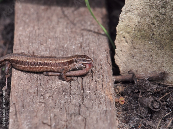 Fototapeta A lizard has caught an earthworm and is trying to eat it.