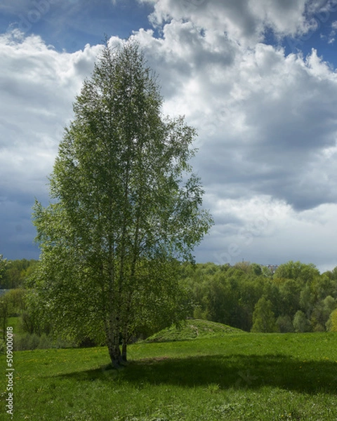 Fototapeta Birch in spring in the park 