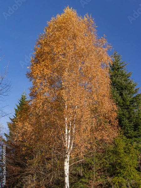 Fototapeta Autumn mountain path while hiking in Gorce