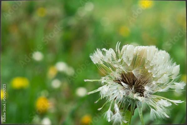 Fototapeta dandelion after rain